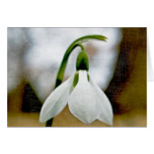 Moody Snowdrop (Front Horizontal)