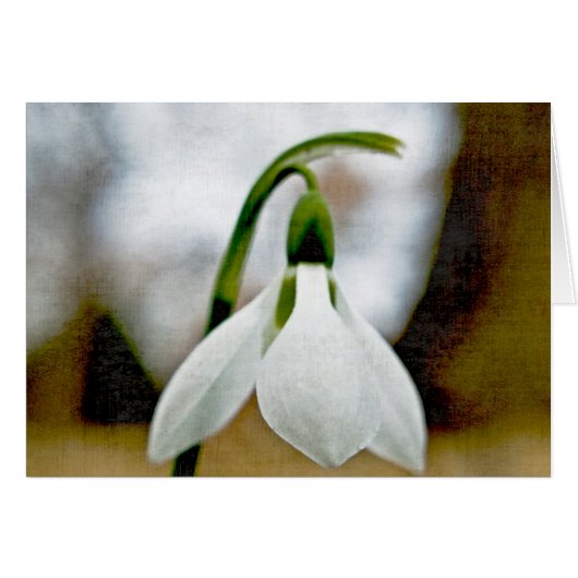 Moody Snowdrop Cards (Front Horizontal)