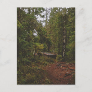 Moody Swedish Forest Postcard