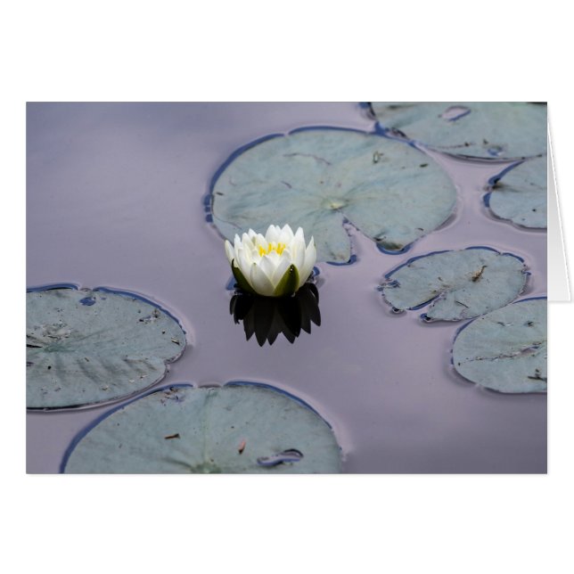 Moody Water Lily Cards (Front Horizontal)