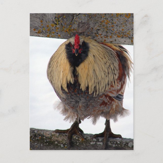 Moody Winter Rooster Postcard (Front)