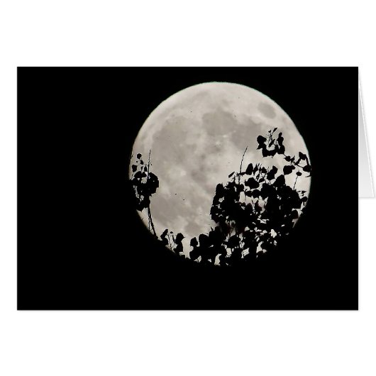 Moon behind dark leaves (Front Horizontal)