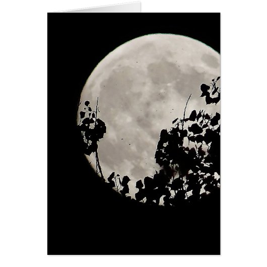 Moon behind dark leaves cards (Front)