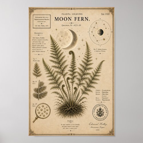 Moon Fern Victorian Botanical Museum Print