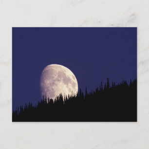 Moon & Forest Glacier National Park Montana Postcard