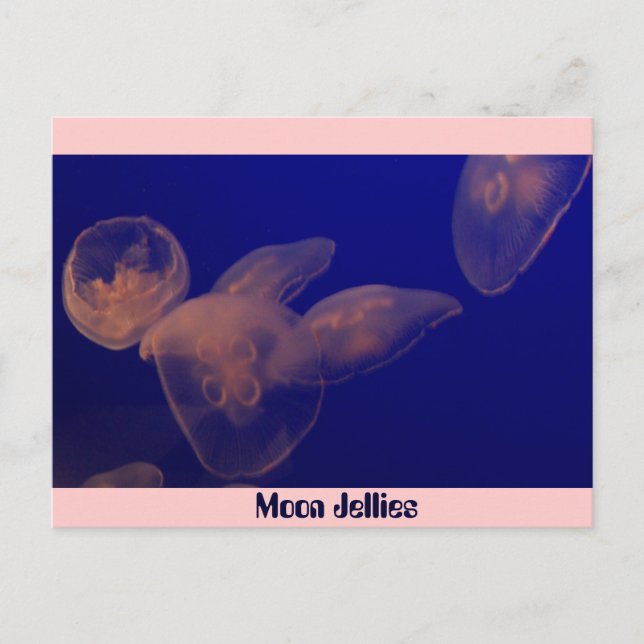 Moon Jellfish, Moon Jellies Postcard (Front)