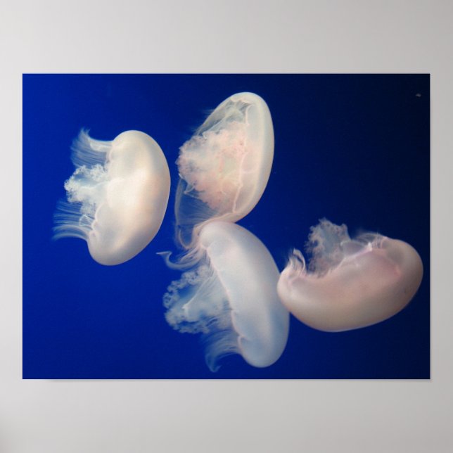 Moon Jellies Poster (Front)