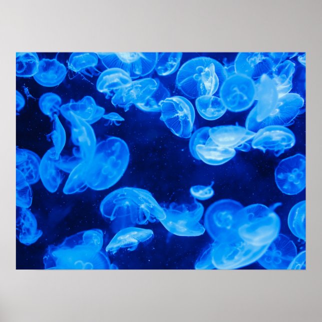 Moon Jelly Fish Poster (Front)