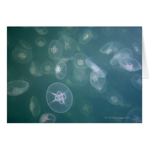 Moon jellyfish