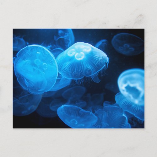 Moon Jellyfish Aurelia Aurita Postcard