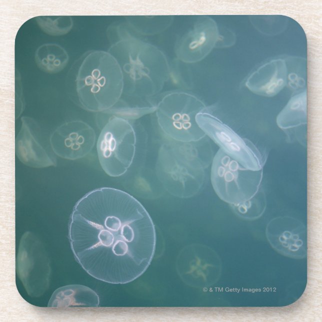 Moon jellyfish beverage coaster (Front)