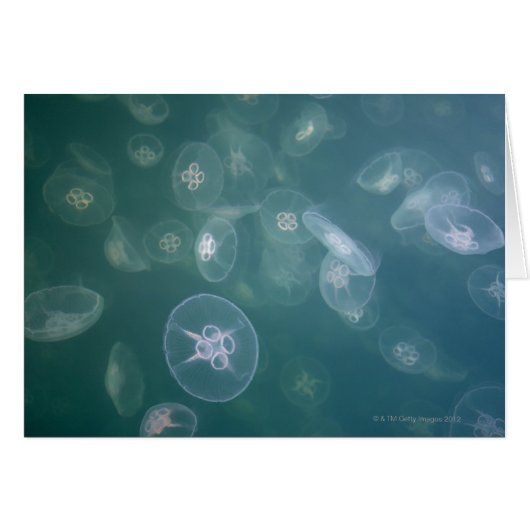 Moon jellyfish cards (Front Horizontal)