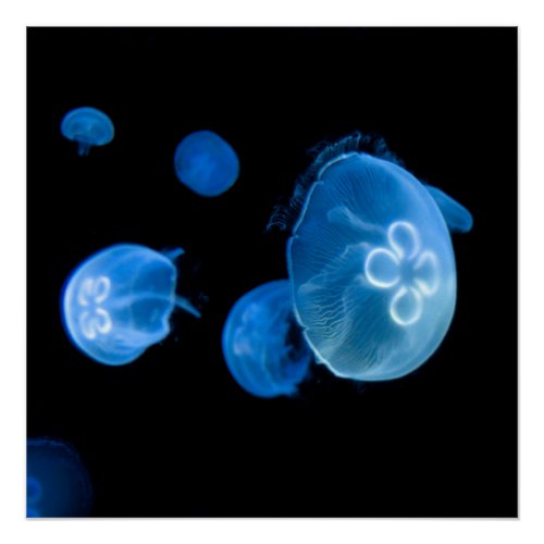 Moon jellyfish no 4 poster
