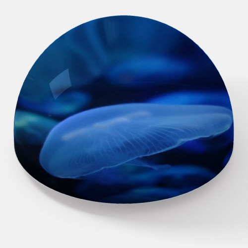 Moon Jellyfish Paperweight 