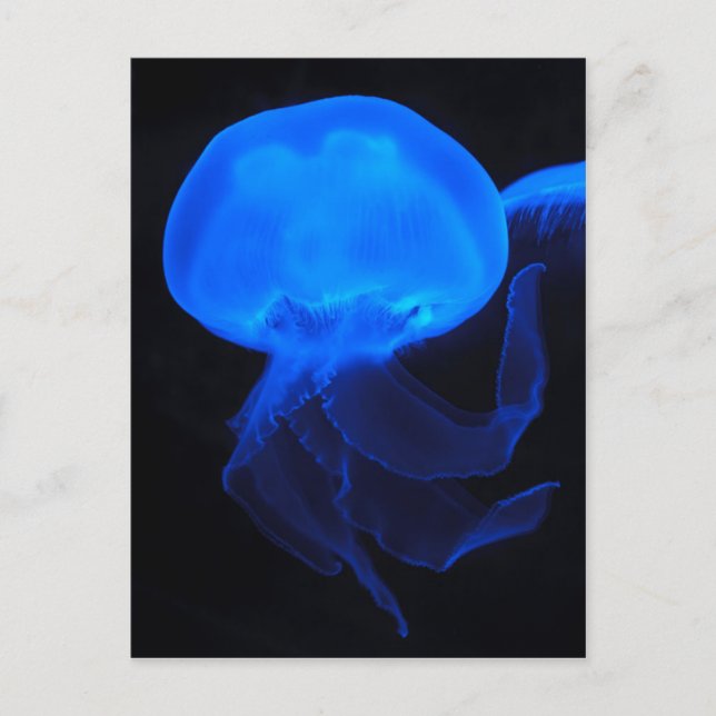 Moon Jellyfish Postcard (Front)