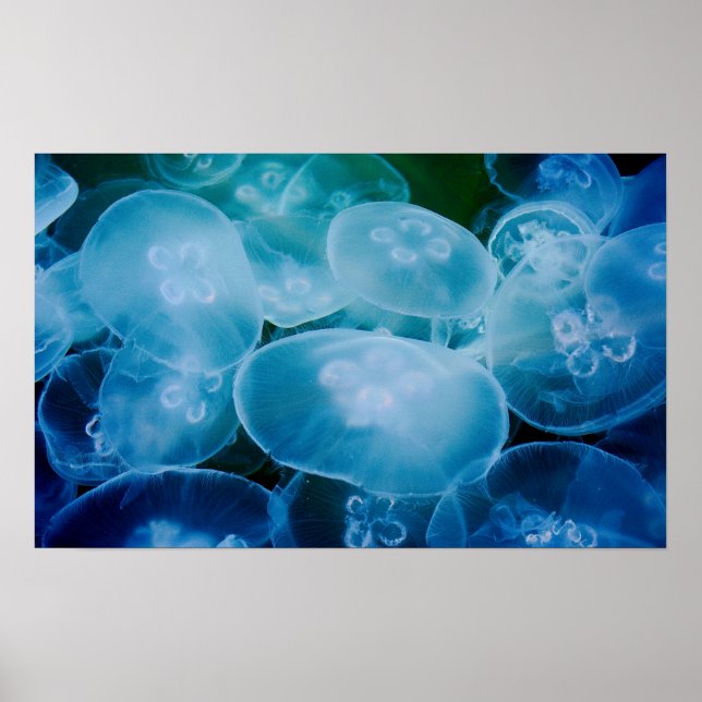 Moon Jellyfish Poster (Front)