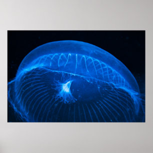 moon jellyfish poster