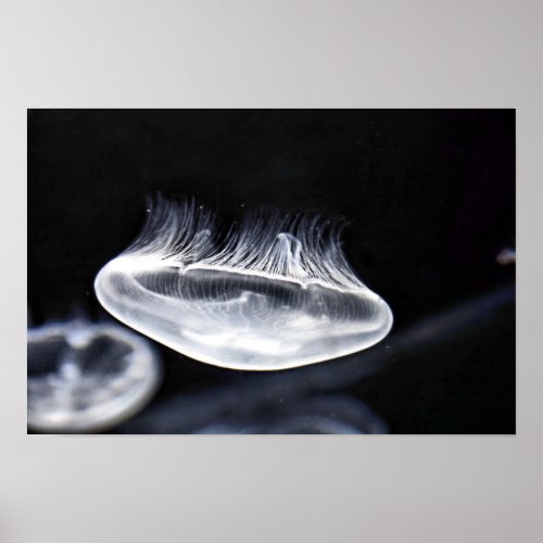 Moon Jellyfish Poster