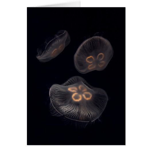 Moon Jellyfish Swimming Cards (Front)