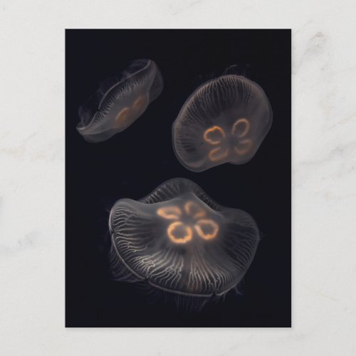 Moon Jellyfish Swimming Postcard