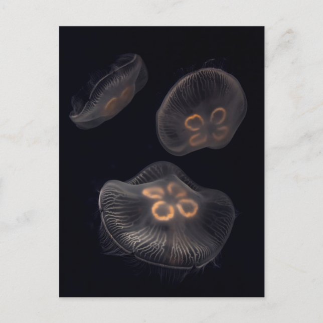 Moon Jellyfish Swimming Postcard (Front)