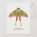 Moon moth postcard