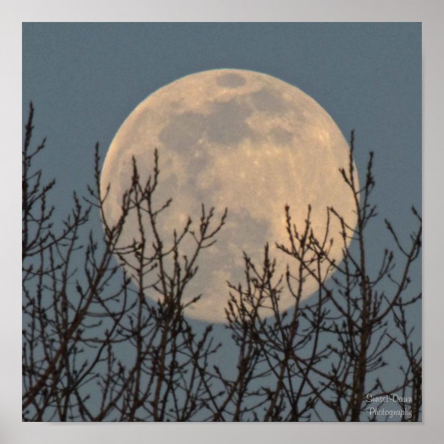 Moon Rising above the Trees Poster (Front)