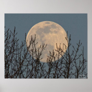 Moon Rising above the Trees Poster