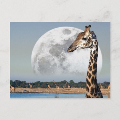 Moon rising over a group of Giraffe in Etosha Postcard