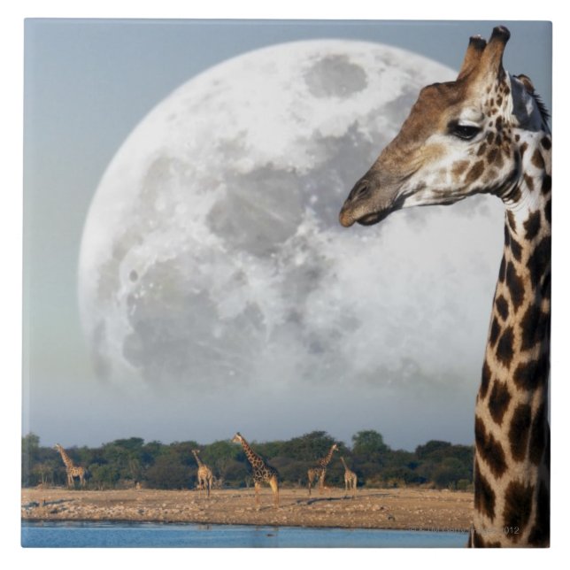 Moon rising over a group of Giraffe in Etosha Tile (Front)