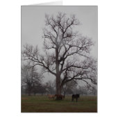 Moon River Ranch II (Front)