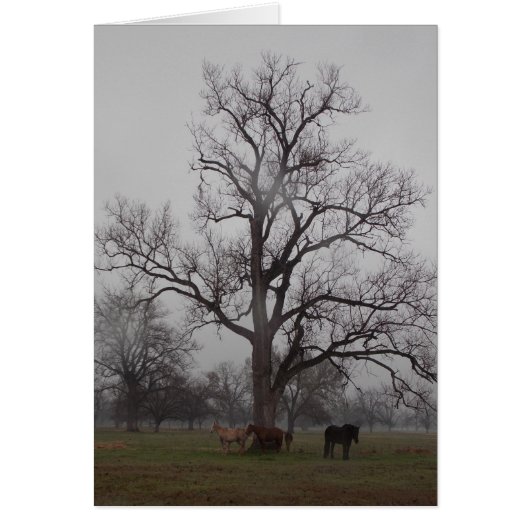 Moon River Ranch II (Front)