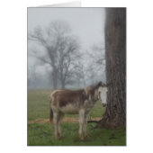 Moon River Ranch III (Front)