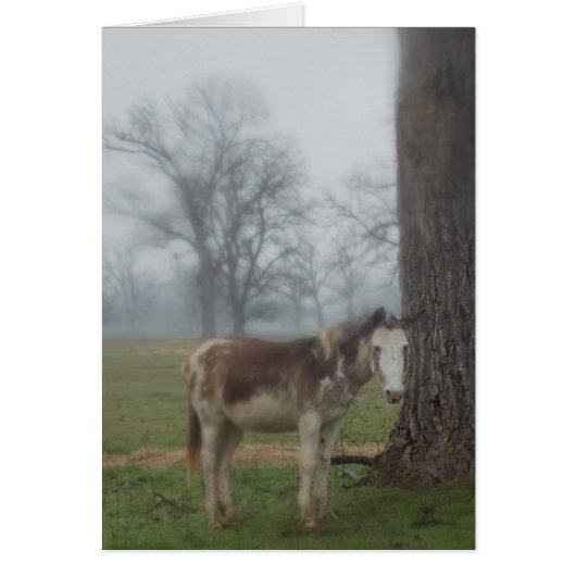 Moon River Ranch III Cards (Front)