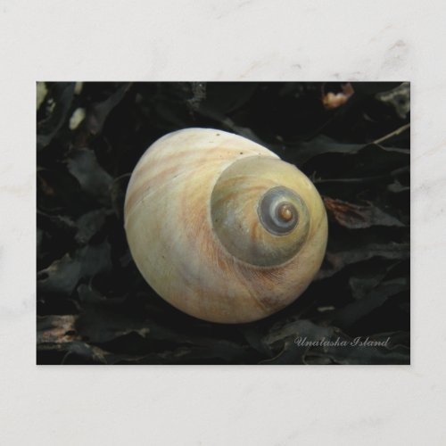 Moon Sea Snail Seashell Unalaska Island Postcard