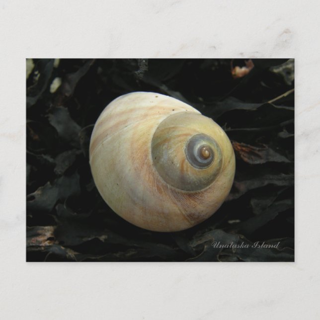 Moon Sea Snail Seashell, Unalaska Island Postcard (Front)