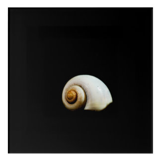Moon Shell Acrylic Print