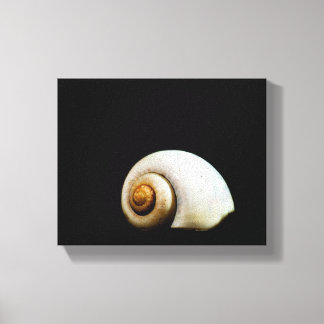 Moon Shell Canvas Print