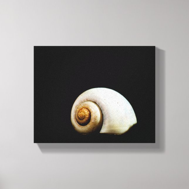 Moon Shell Canvas Print (Front)