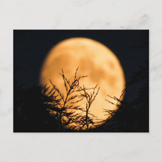 Moon Silhouette Postcard