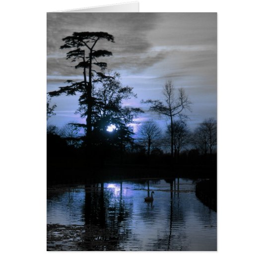 Moon Tree Cards (Front)