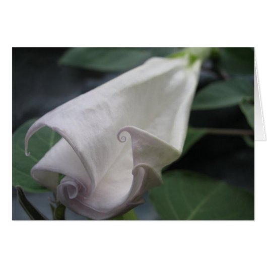 Moonflower Cards (Front Horizontal)