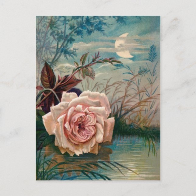 Moonlight Rose Postcard (Front)