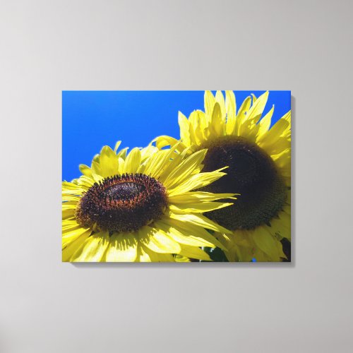 Moonwalker Sunflowers reaching for the sky Canvas Print