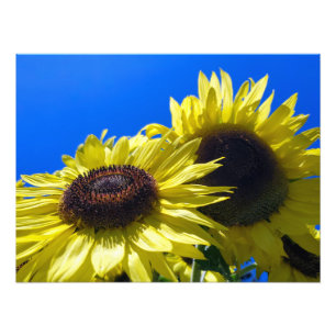 Moonwalker Sunflowers reaching for the sky Photo Print