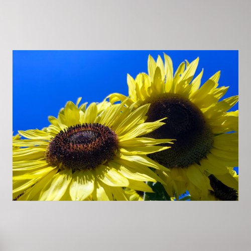 Moonwalker Sunflowers reaching for the sky Poster