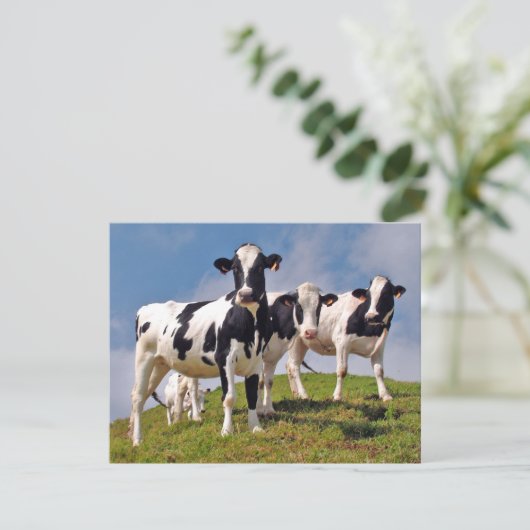 Moooh! (Standing Front)