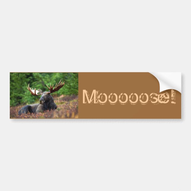 Moooose! Bumper Sticker (Front)