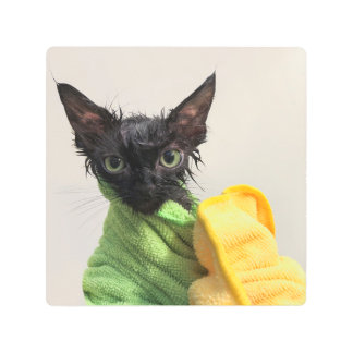 Moop, post-bath, on metal print
