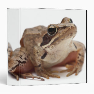 Moor Frog - Rana arvalis 3 Ring Binder